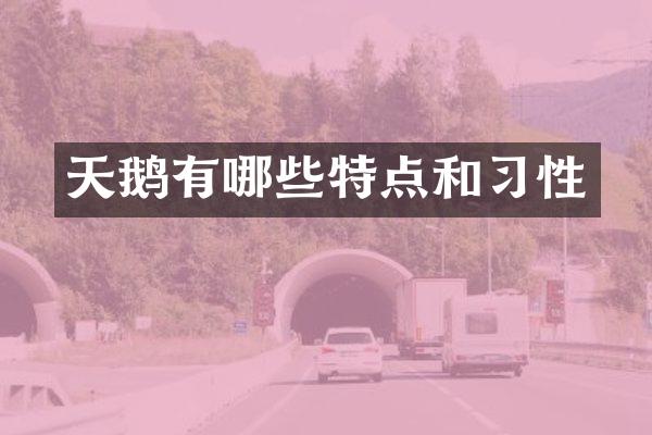 天鹅有哪些特点和习性