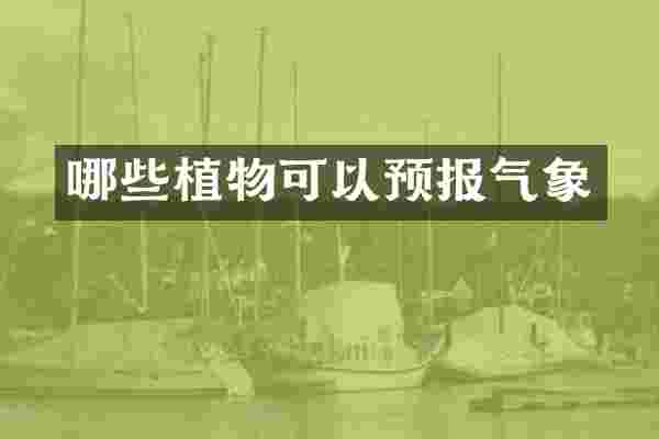 哪些植物可以预报气象